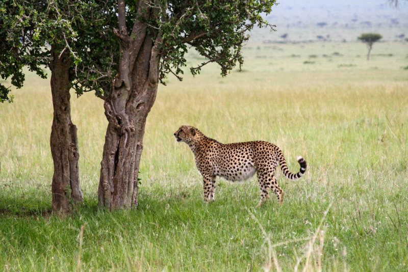 Safari in Masai Mara