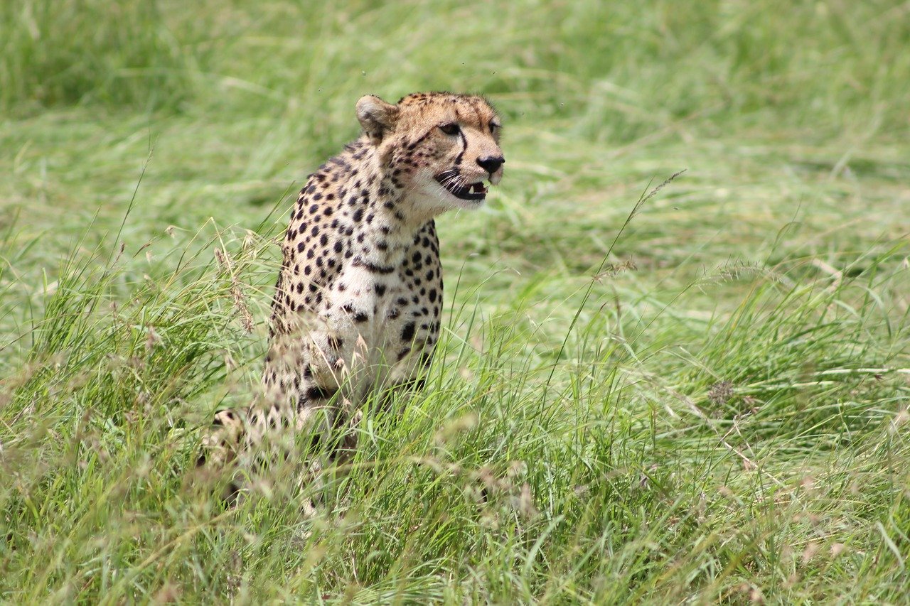 Safari in Masai Mara