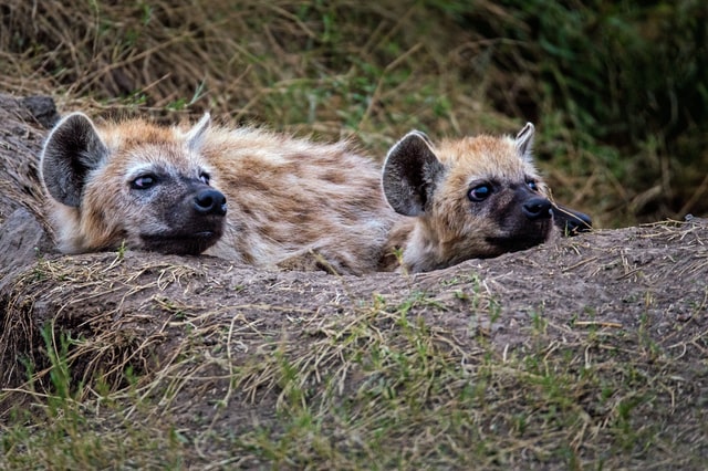 Safari in Masai Mara