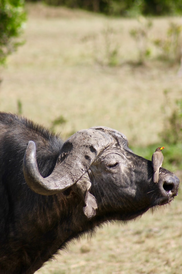 Safari in Masai Mara