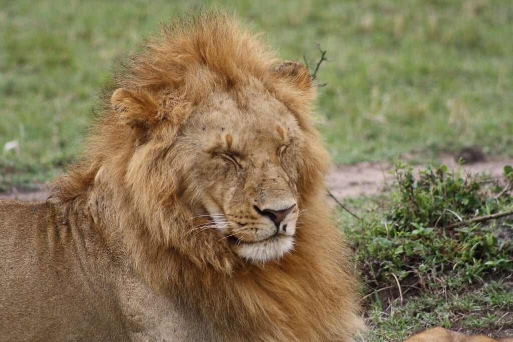 Safari in Masai Mara