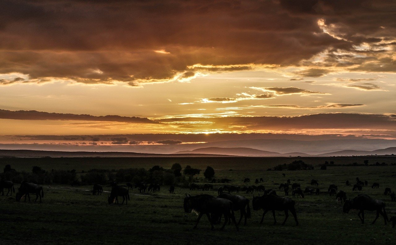 Safari in Masai Mara