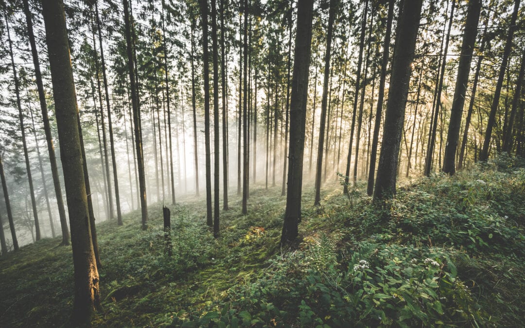 Hiking in Belgium – Discover The Belgian Ardennes