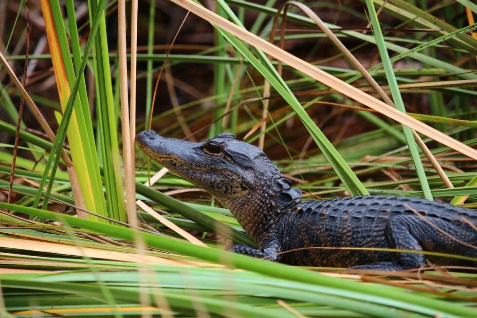 best hikes in the everglades