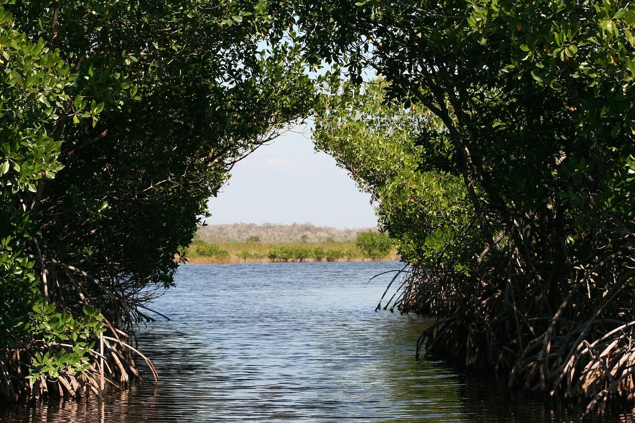 Hiking in the Everglades