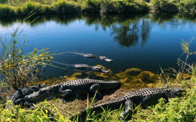 12 Best Hikes in the Everglades – Florida Hiking Trails