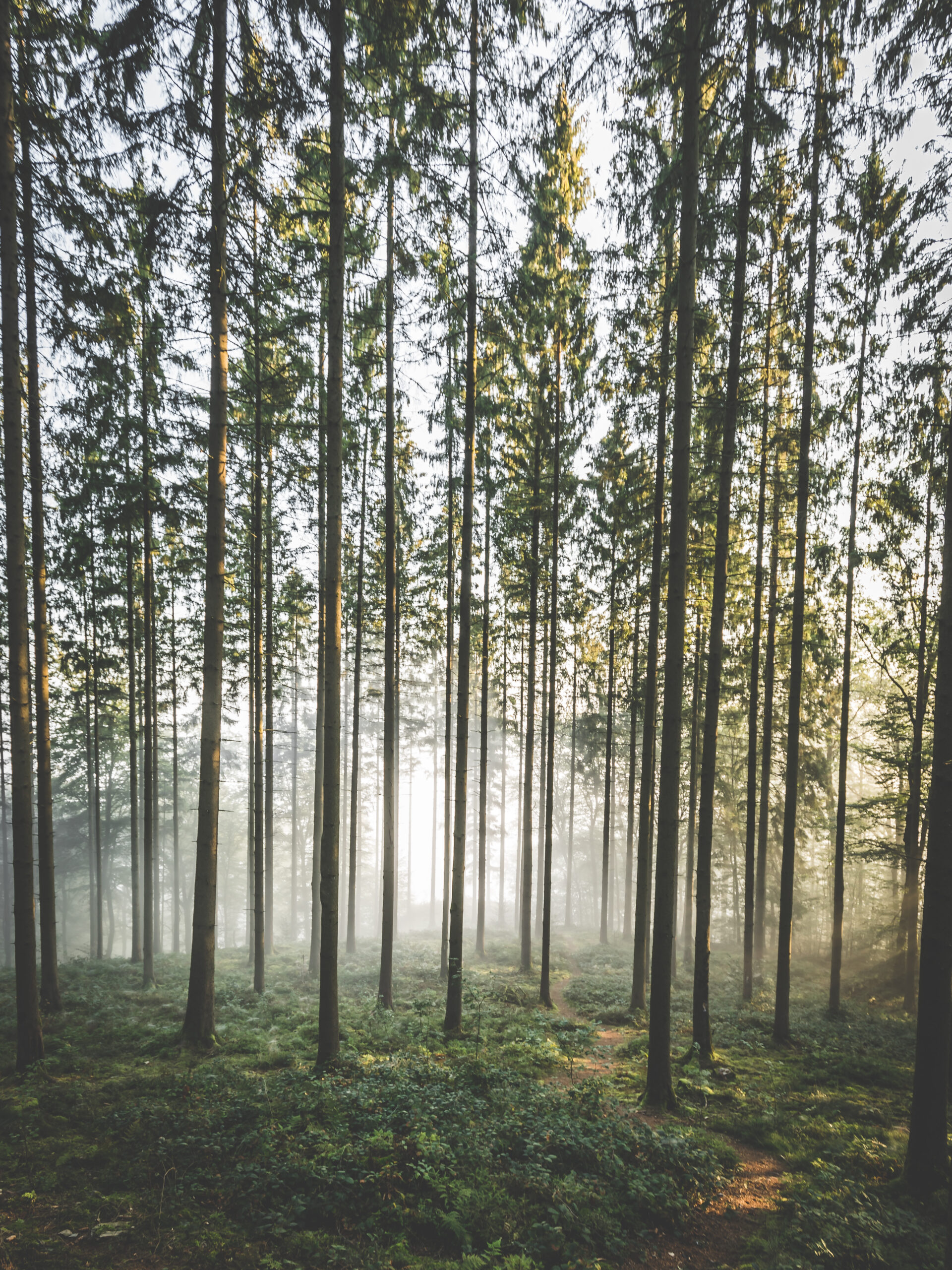 Mooiste wandelingen Ardennen