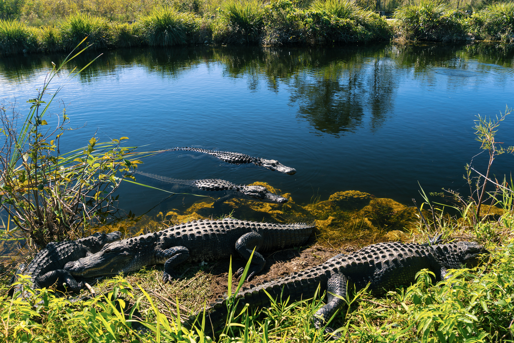 Most beautiful state US USA, Florida, Herd of crocodiles enjoying the sun in everglades national park