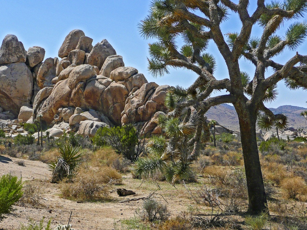 Most beautiful state US Joshua tree