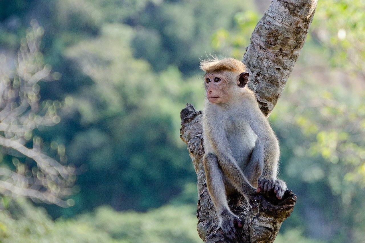Sri lanka Itinerary Sri lanka Itinerary