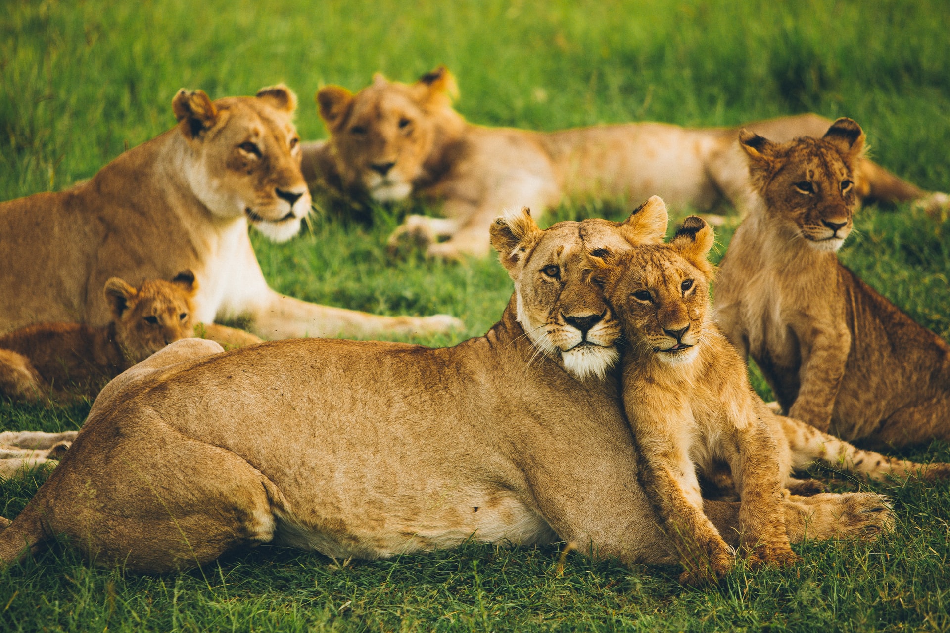 Best time to visit Masai Mara