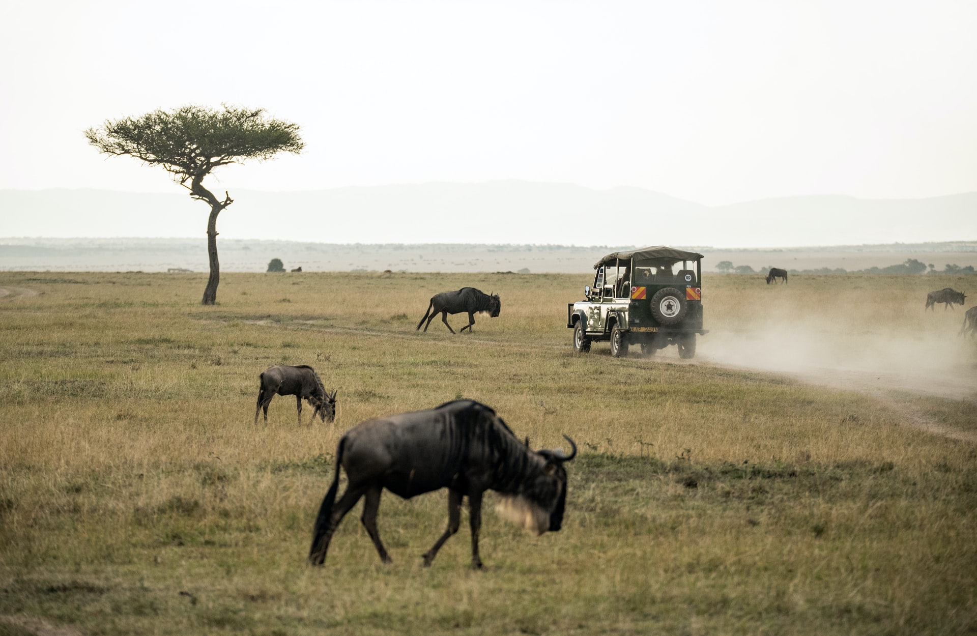 Best time to visit Masai Mara