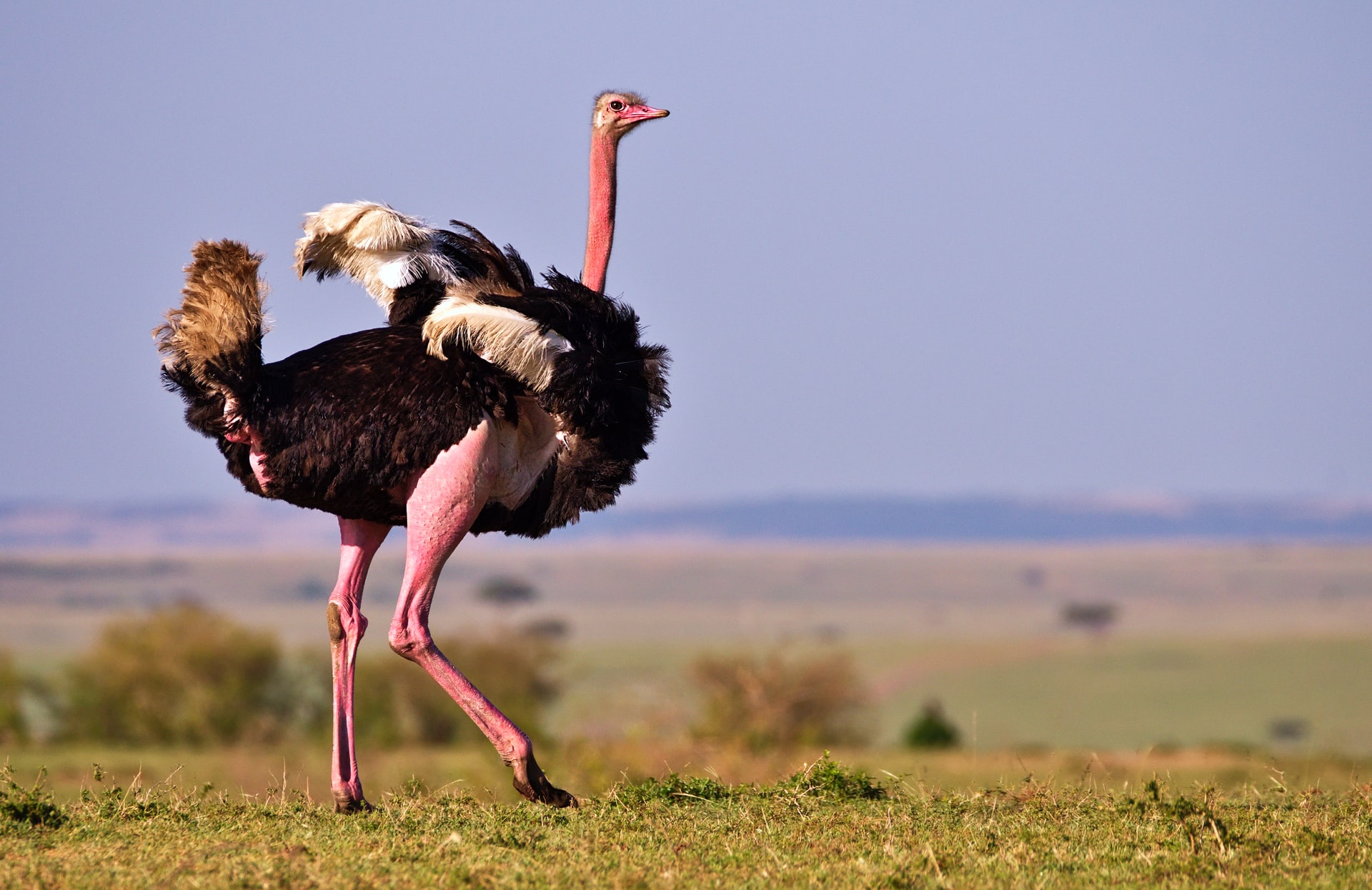 Best time to visit Masai Mara