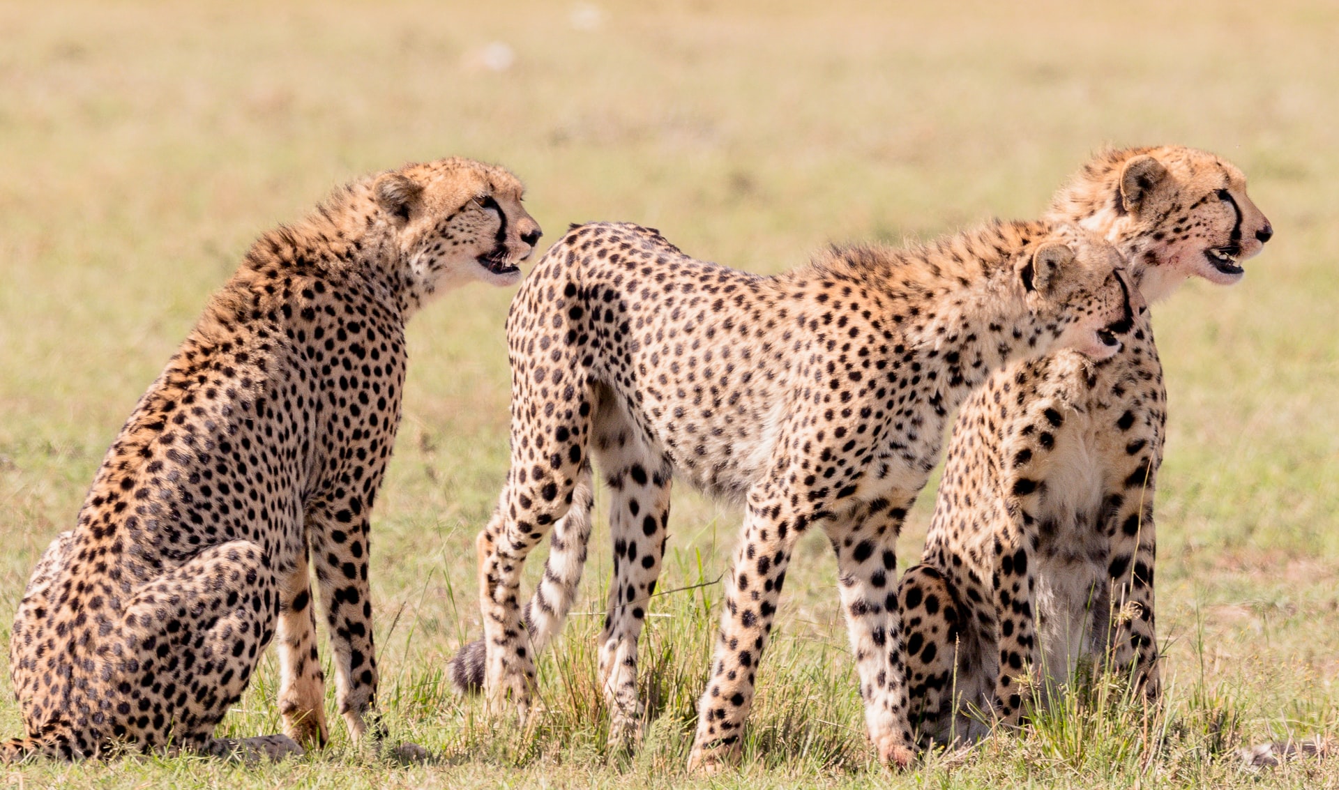 Best time to visit Masai Mara