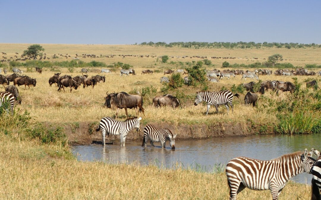 When is the best time to visit Masai Mara for safari