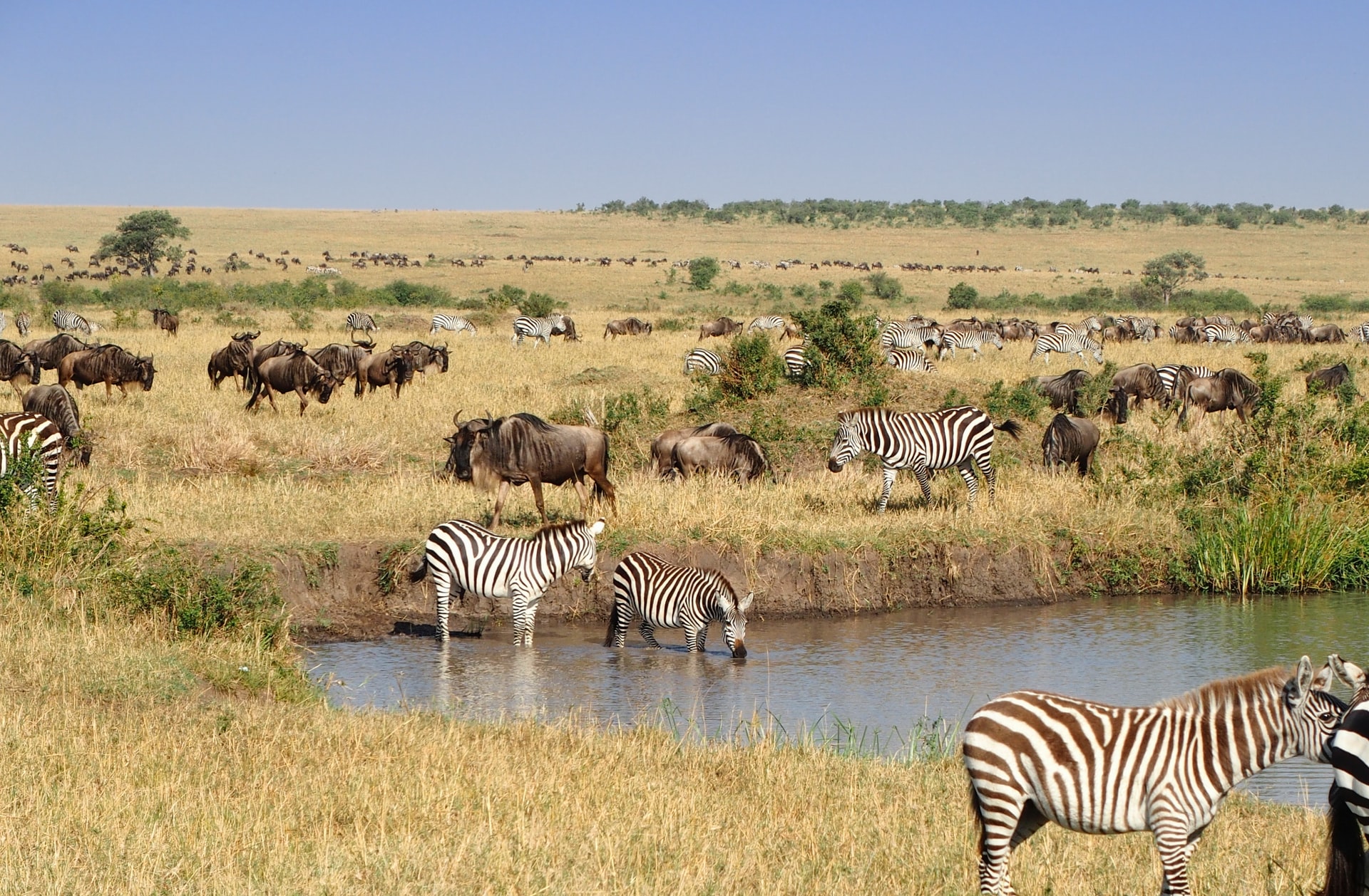 Best time to visit Masai Mara