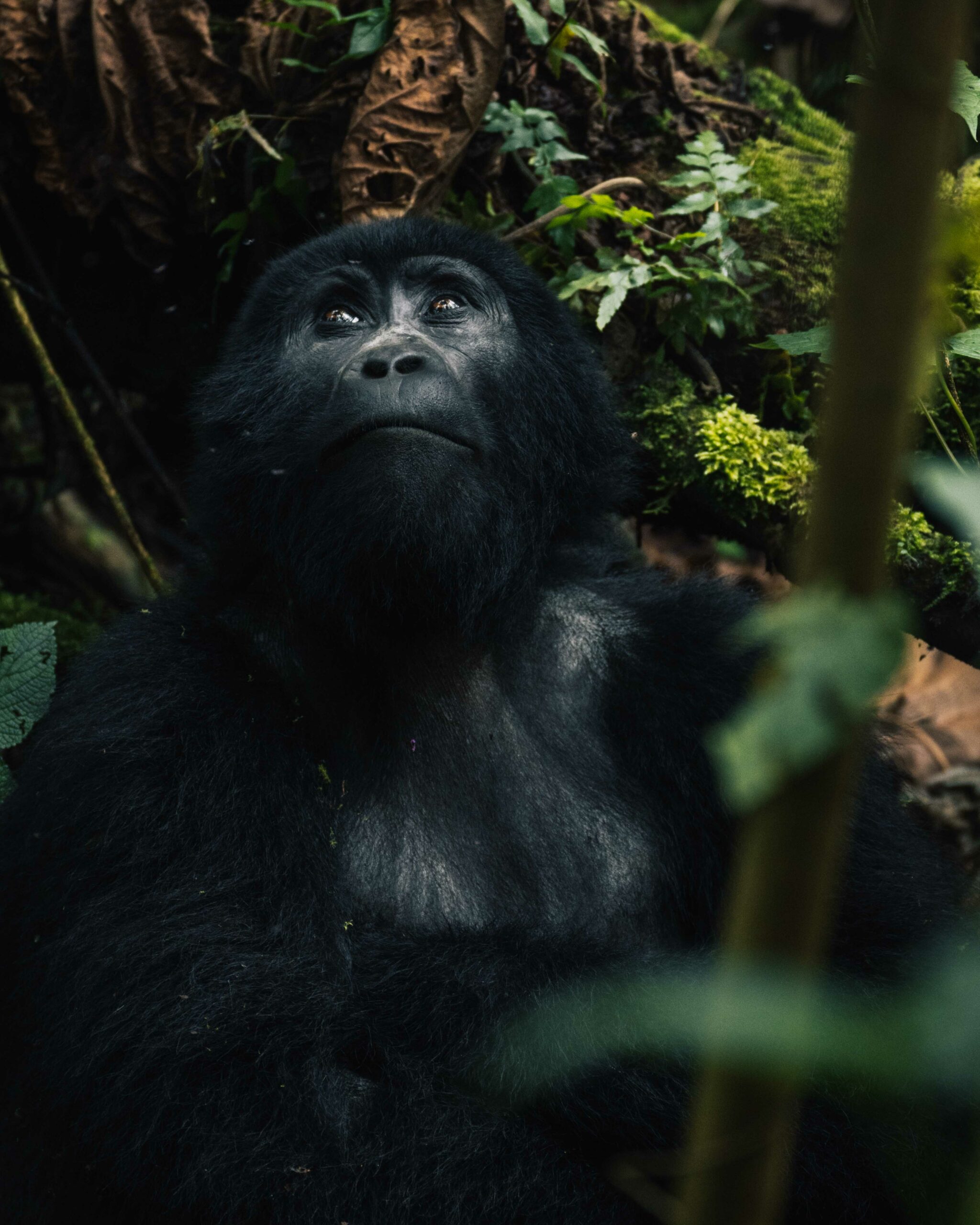 3 day gorilla trekking Uganda