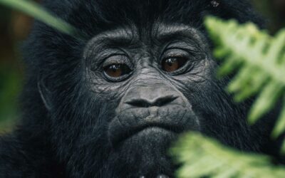 Gorilla’s in Oeganda – Trekking in Bwindi Impenetrable National Park