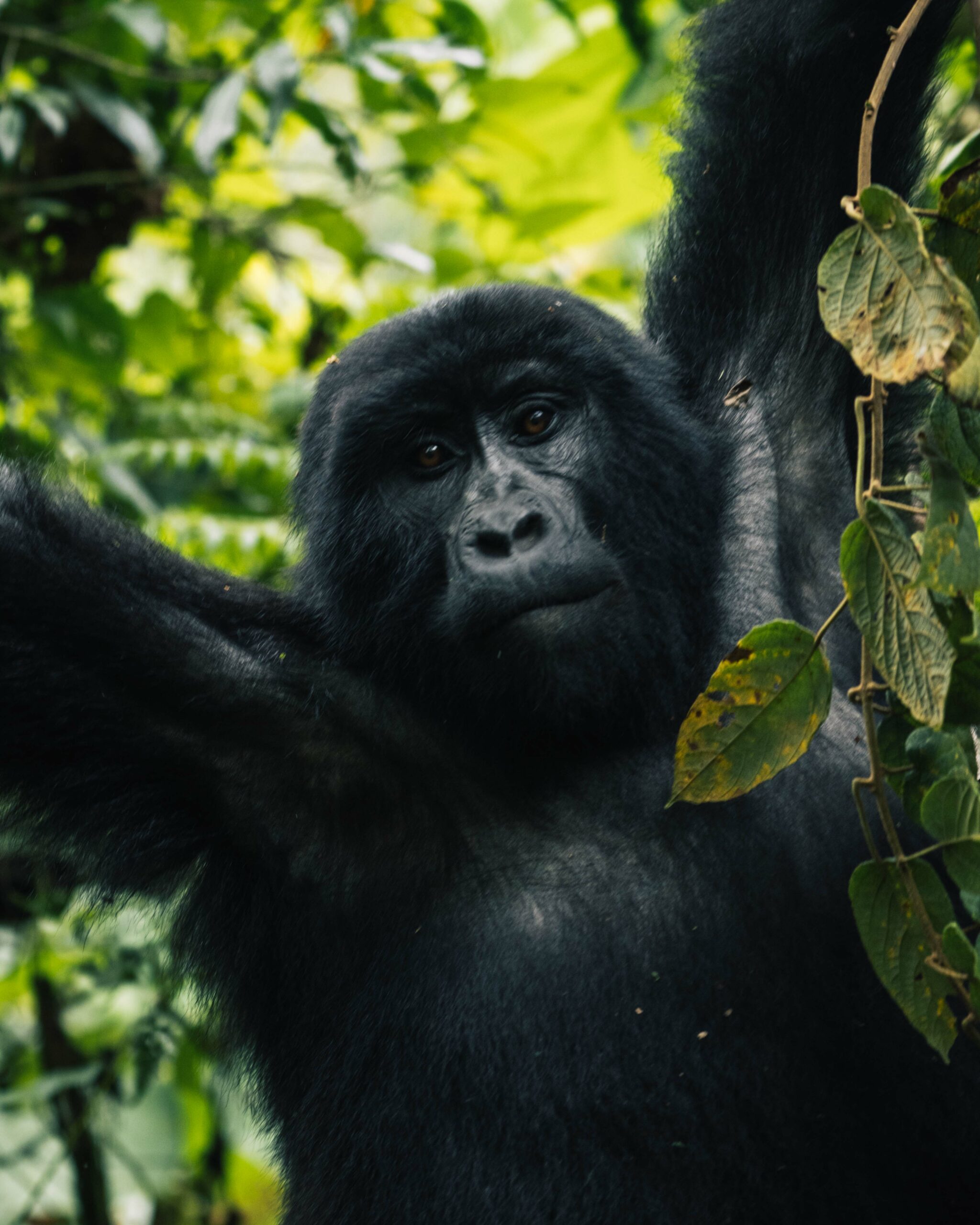 Gorilla trek - Vakantie Oeganda