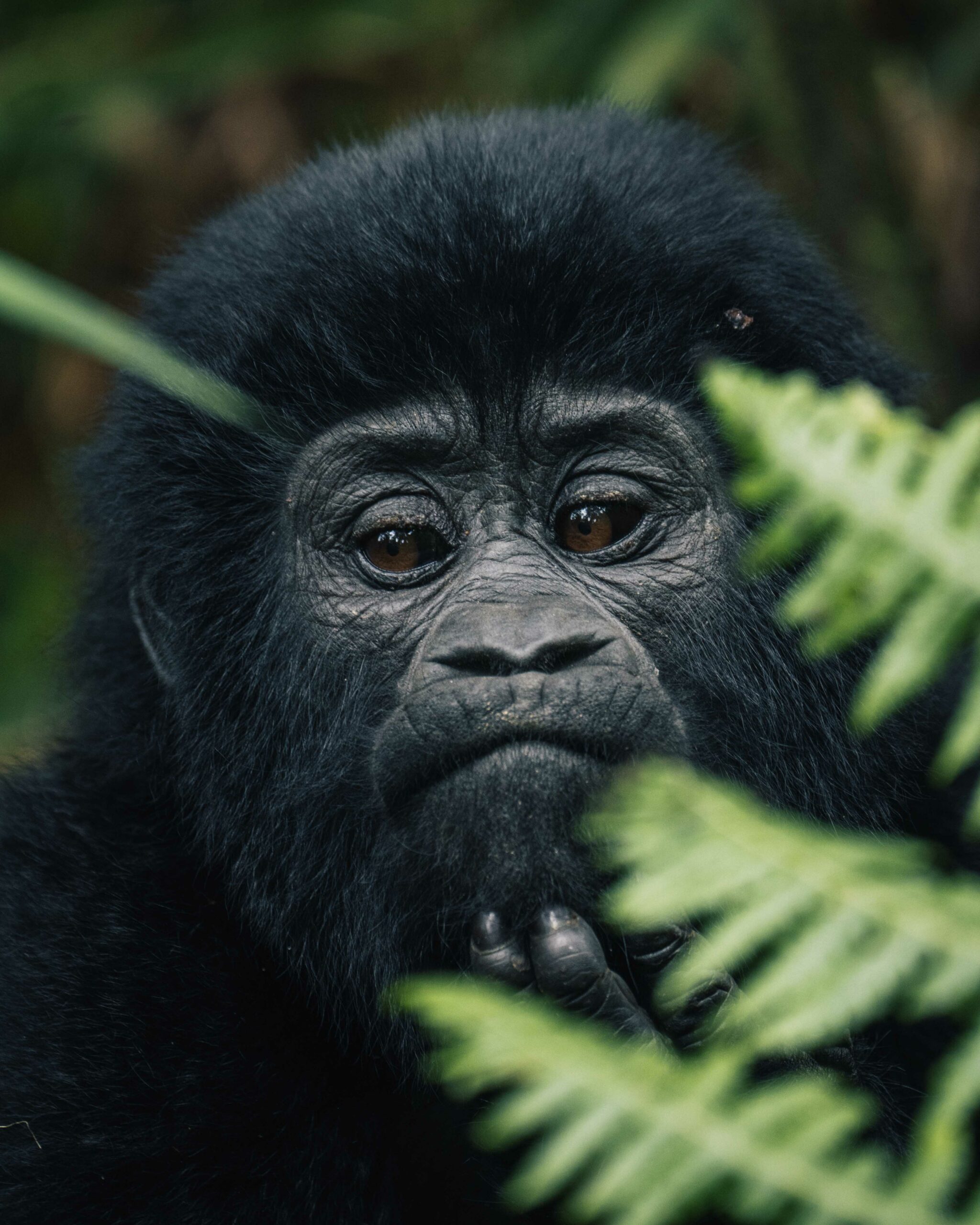 Gorilla trek - Vakantie Oeganda Gorilla trek - Vakantie Oeganda