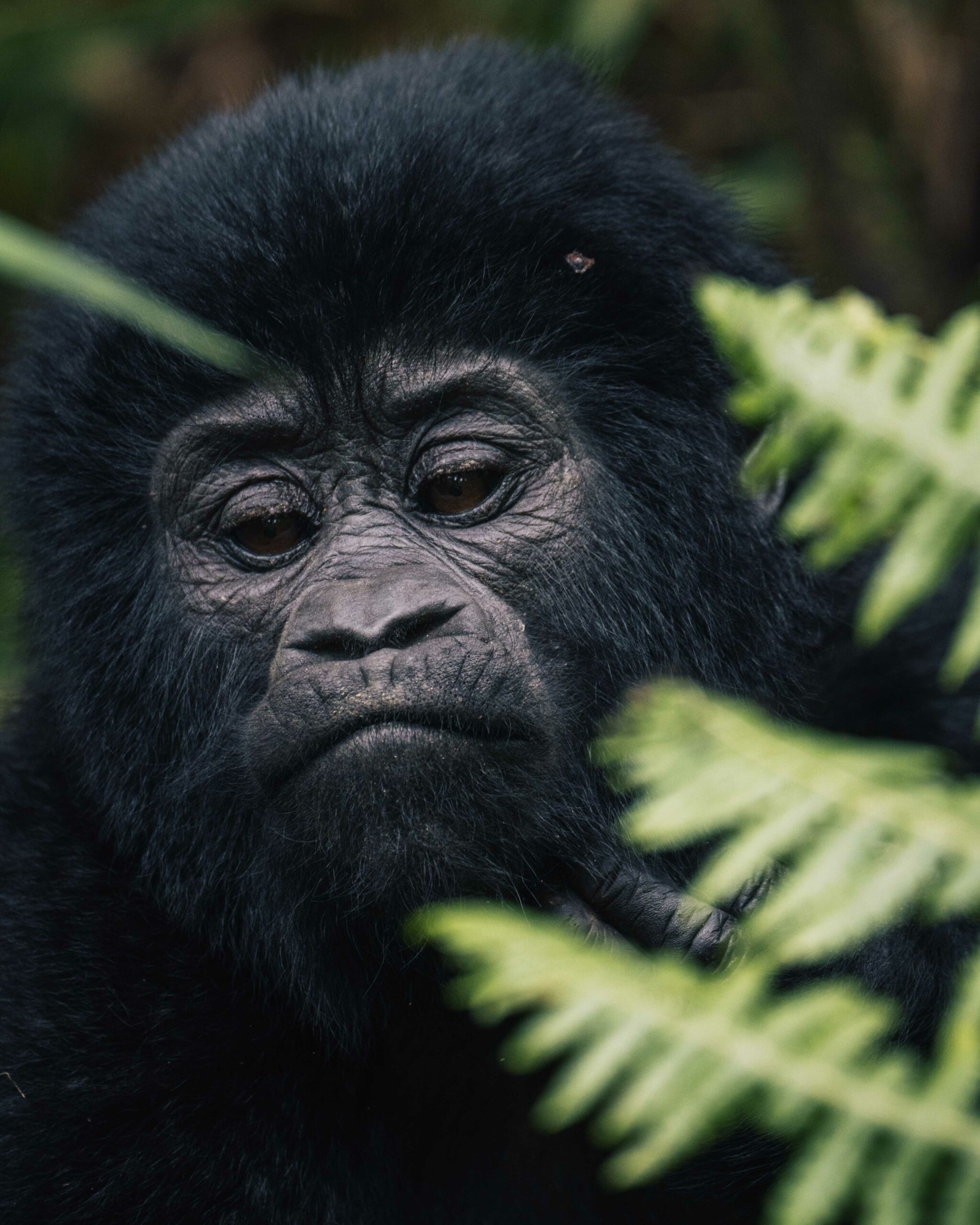 Gorilla trek - Vakantie Oeganda Gorilla trek - Vakantie Oeganda