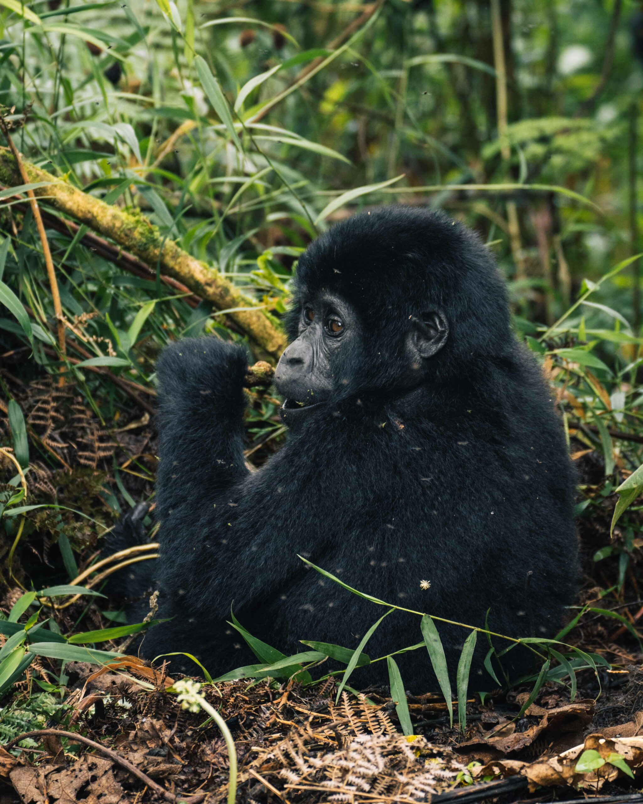 Gorilla trek - Vakantie Oeganda