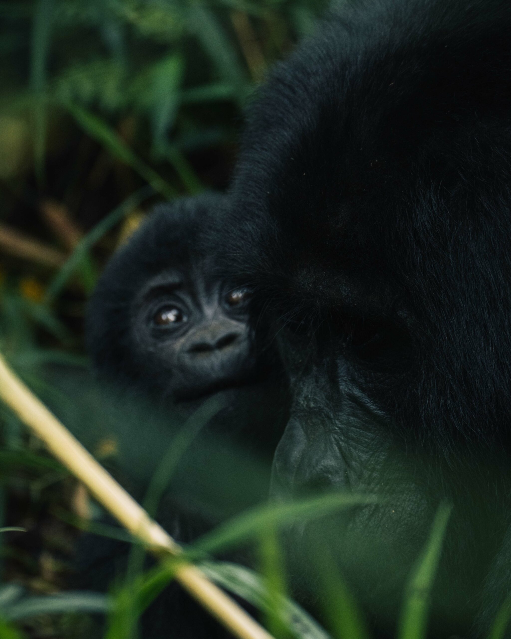 Gorilla trek - Vakantie Oeganda