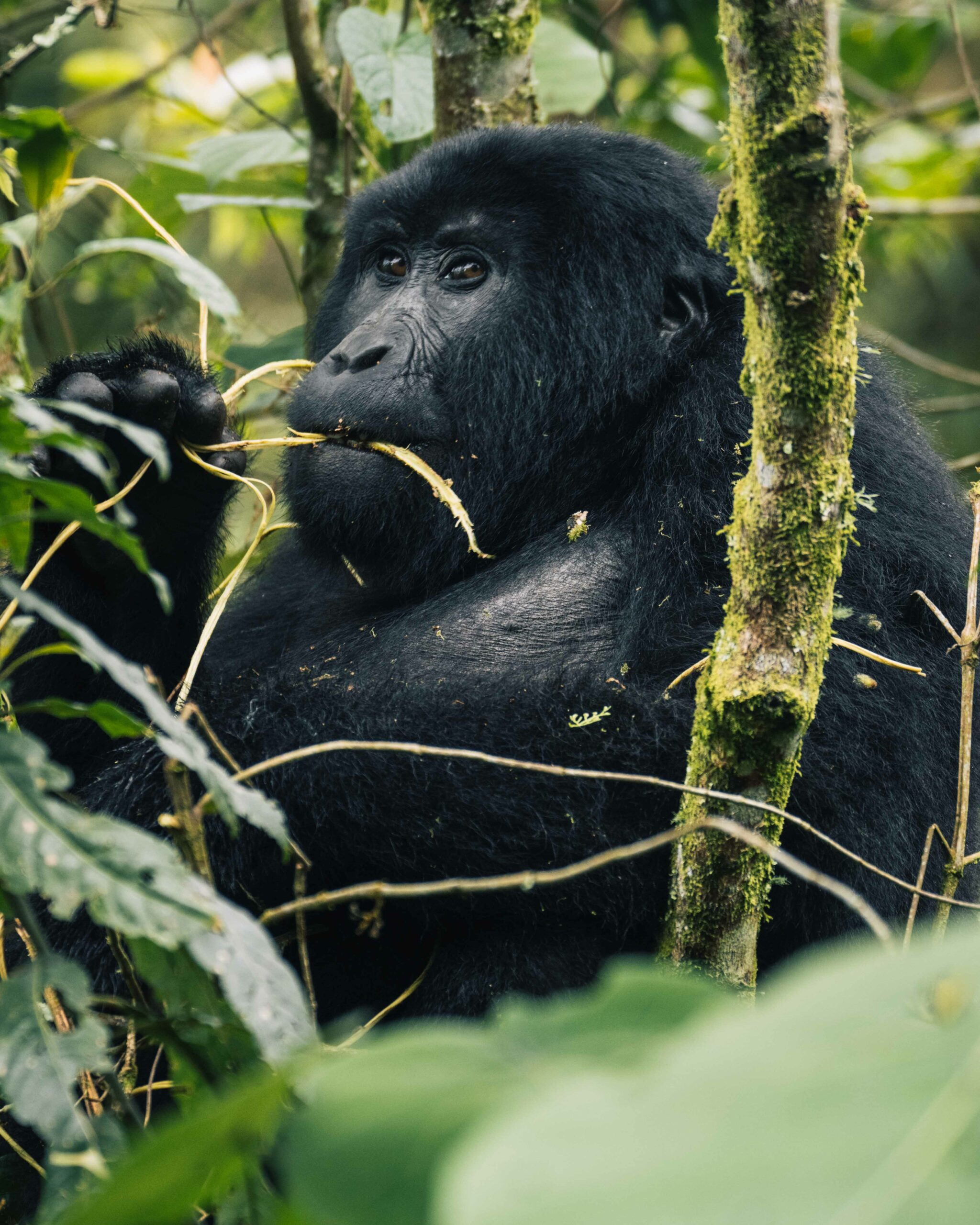 Gorilla trekking in Uganda