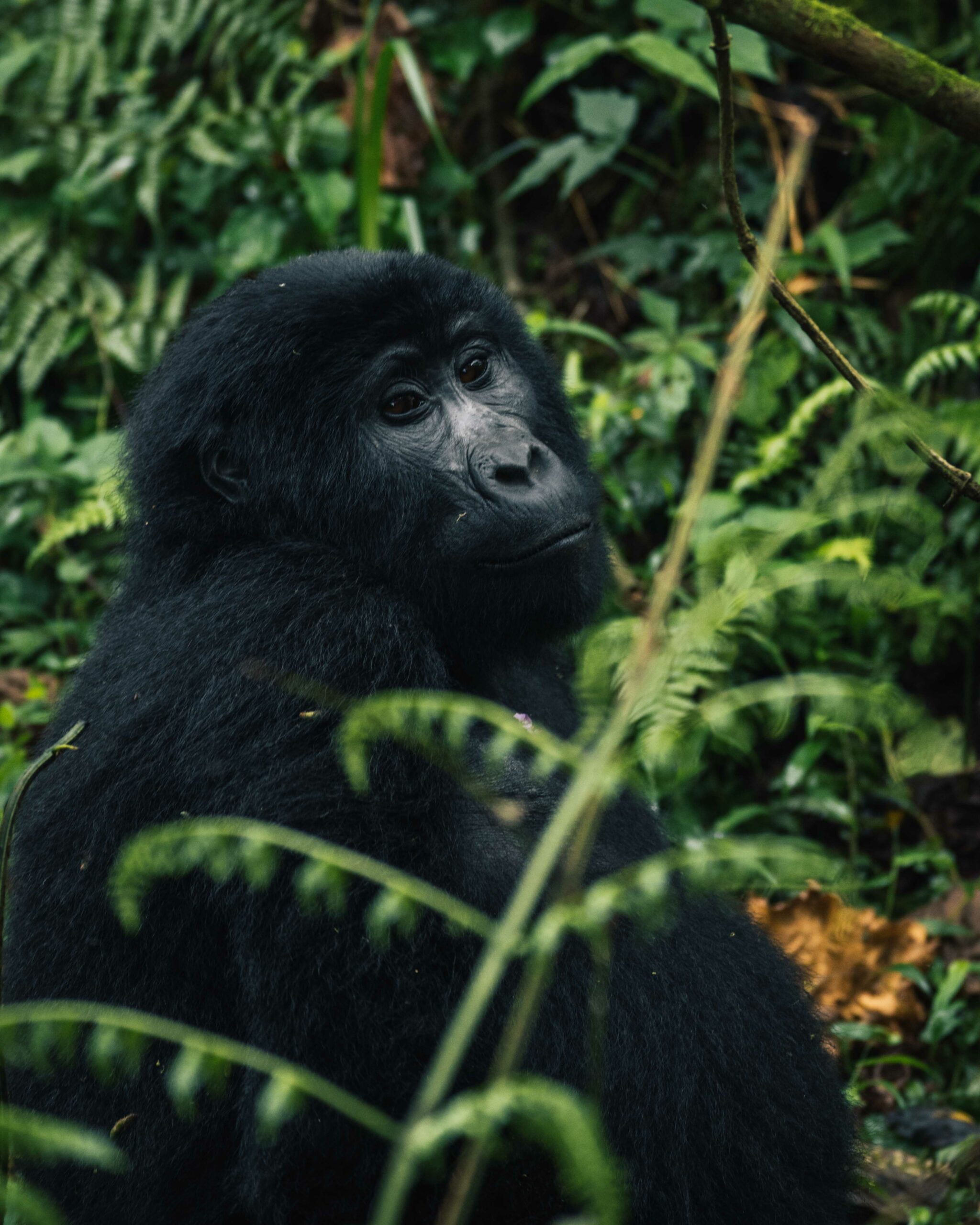 Gorilla trekking in Uganda