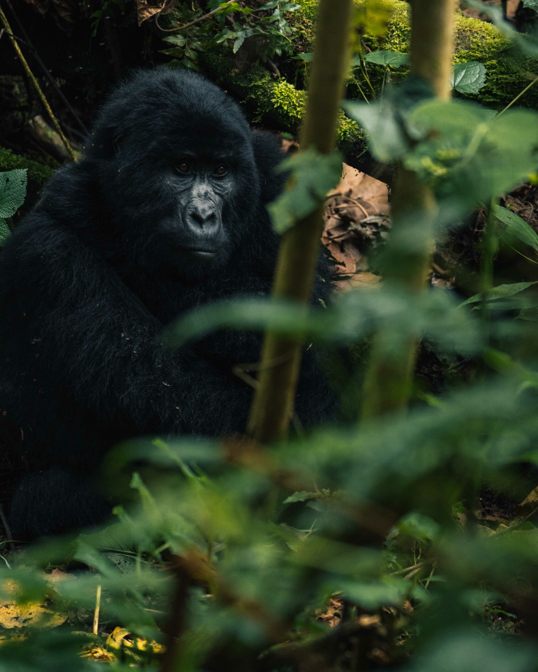 Gorilla trekking in Uganda