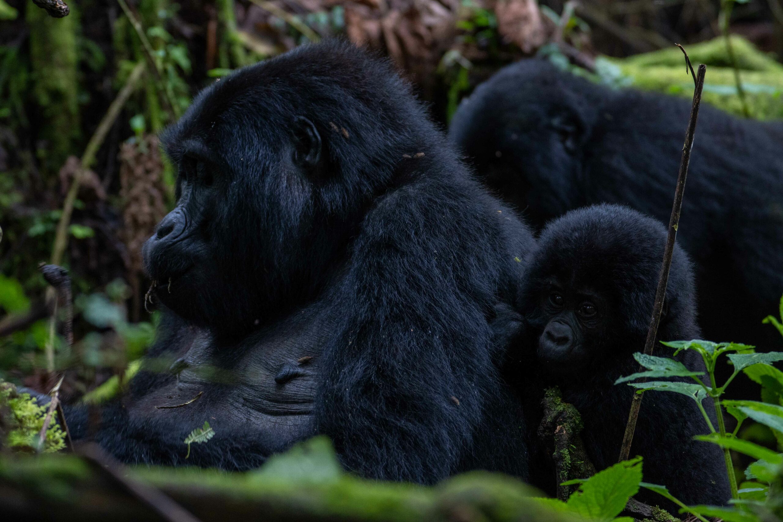 Uganda Road Trip