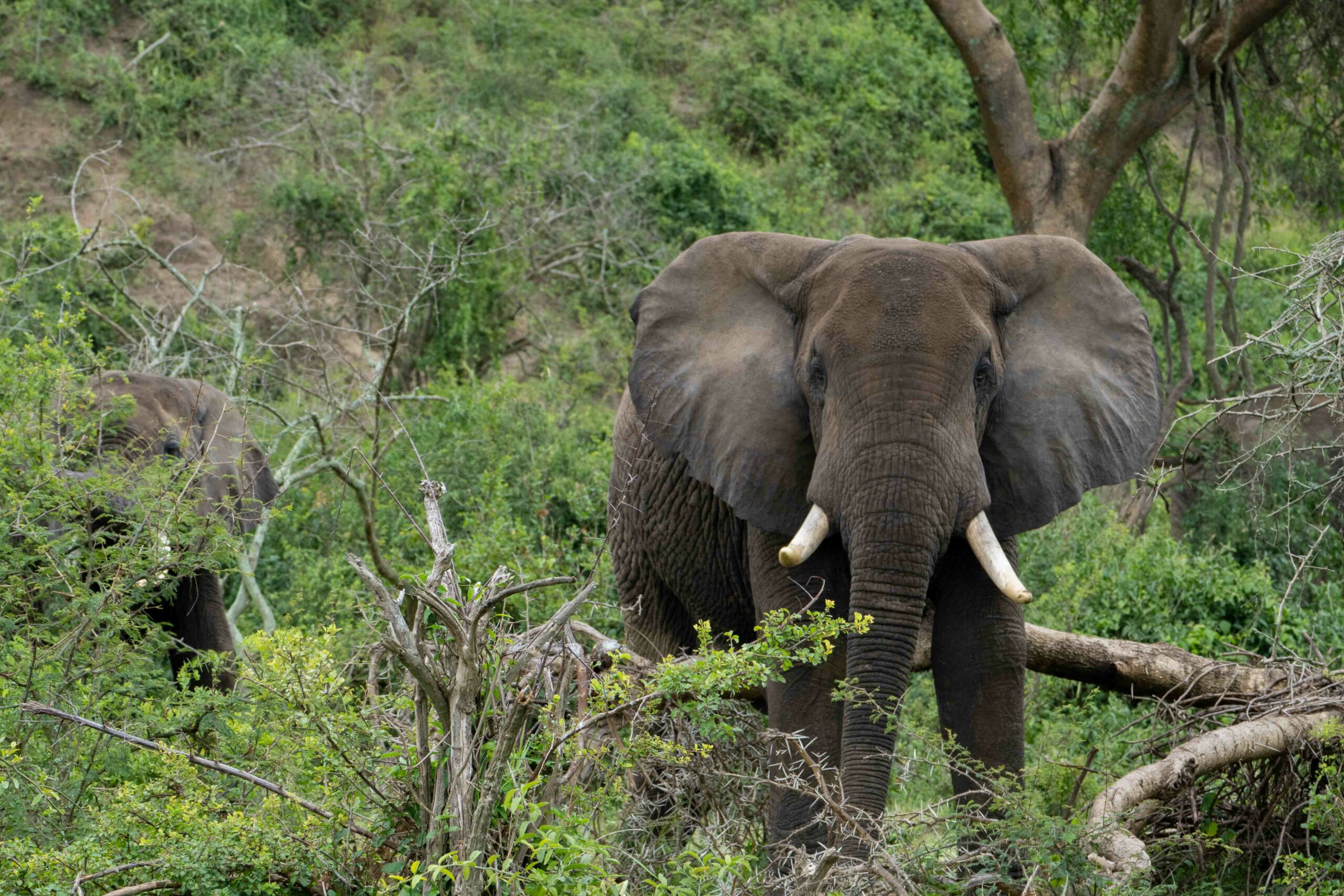 Uganda Road Trip