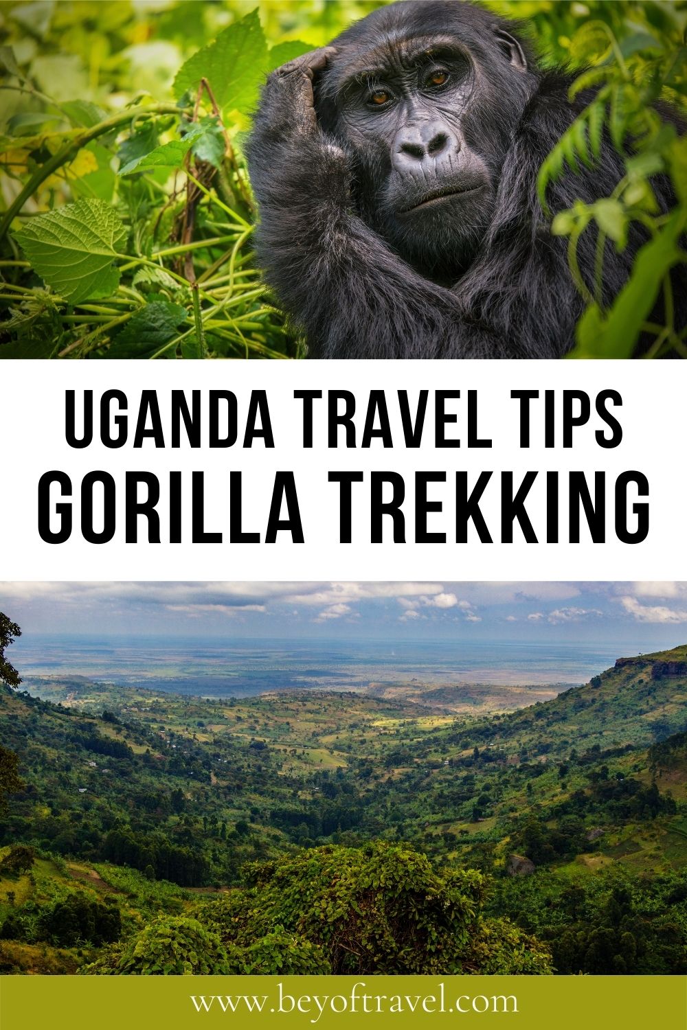 Uganda gorilla trekking