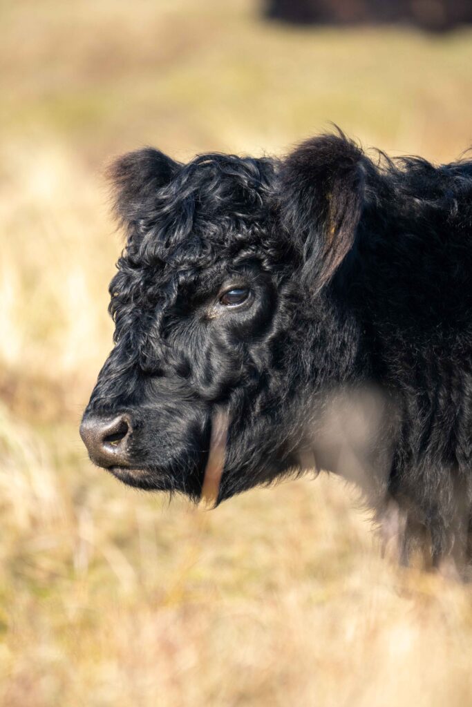 zwarte langharige koe op Texel