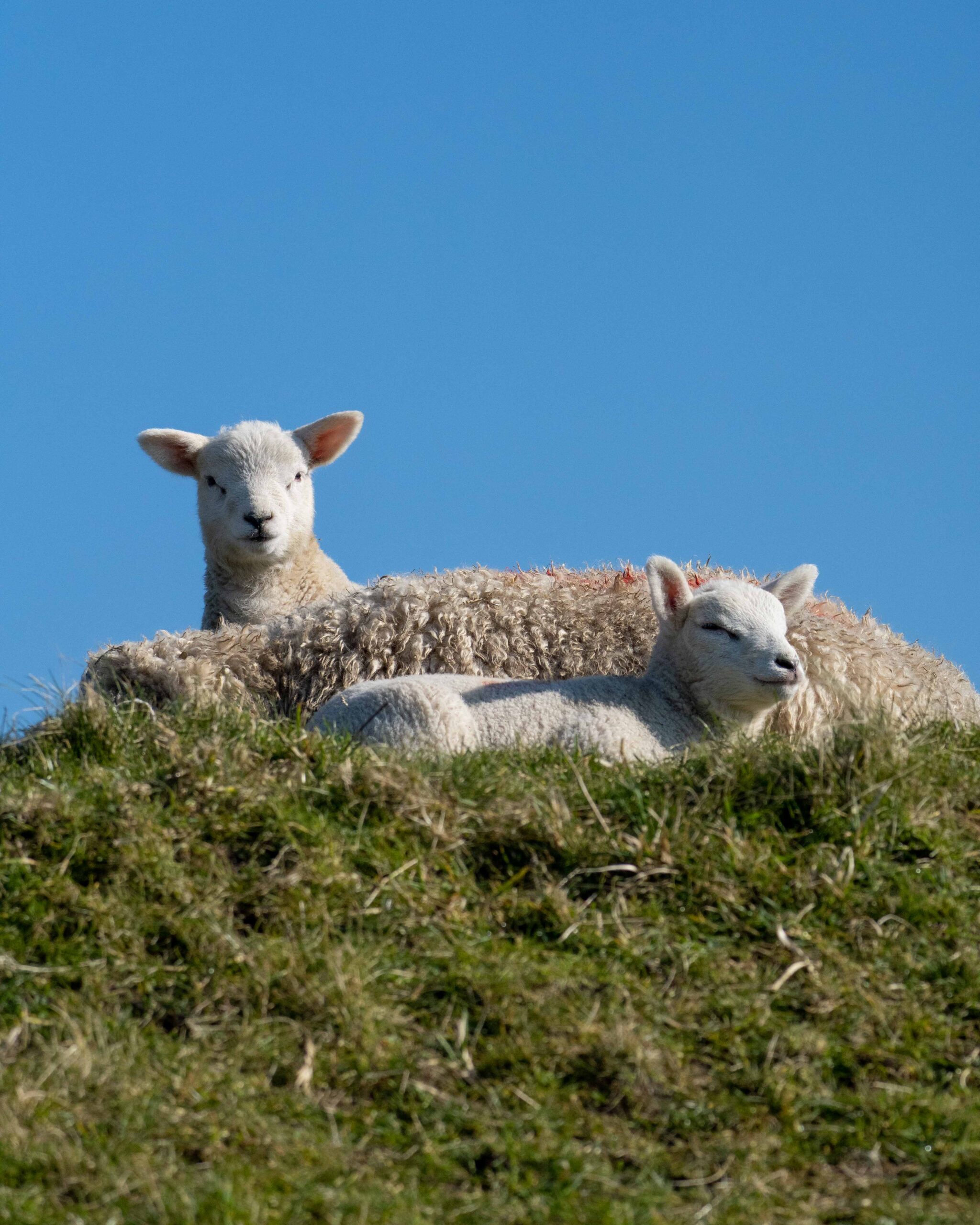 Pasgeboren lammetjes op Texel