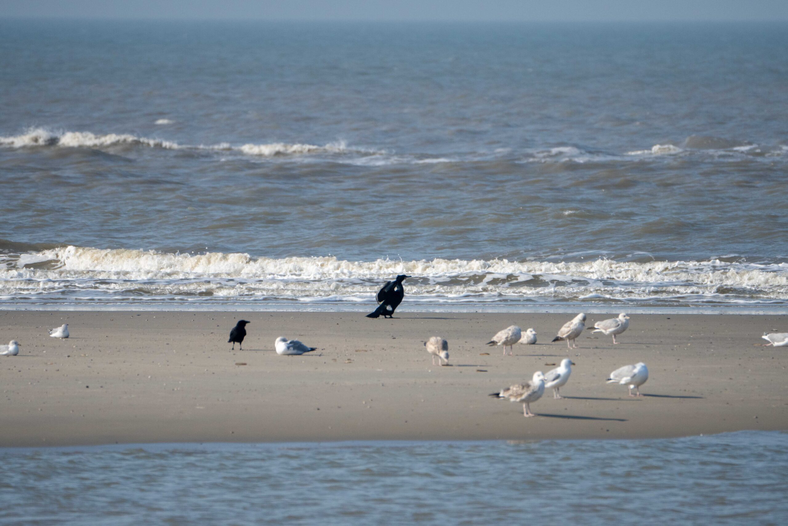 strand met vogels op Texel