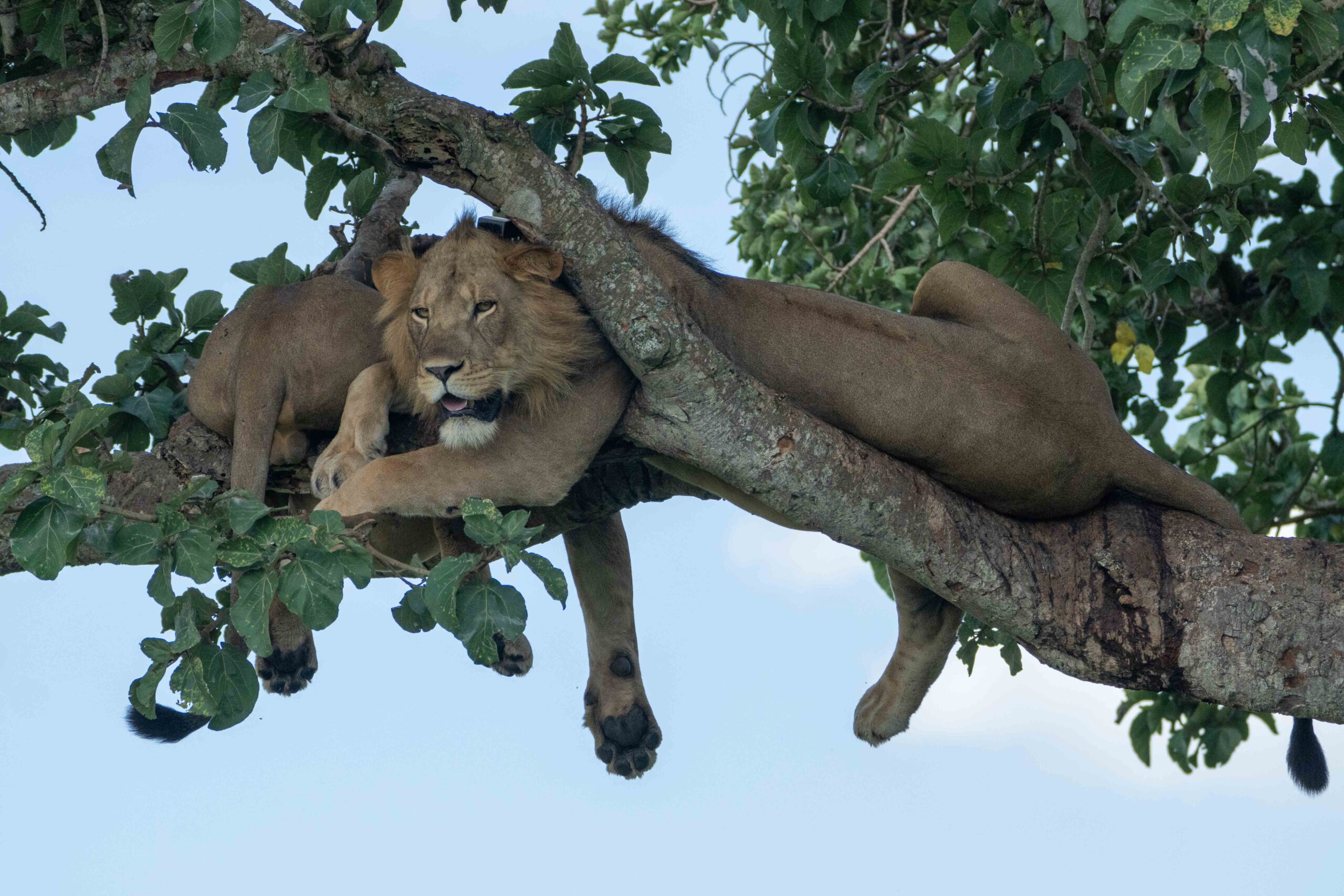 tree lion Queen Elisabeth National Park Oeganda