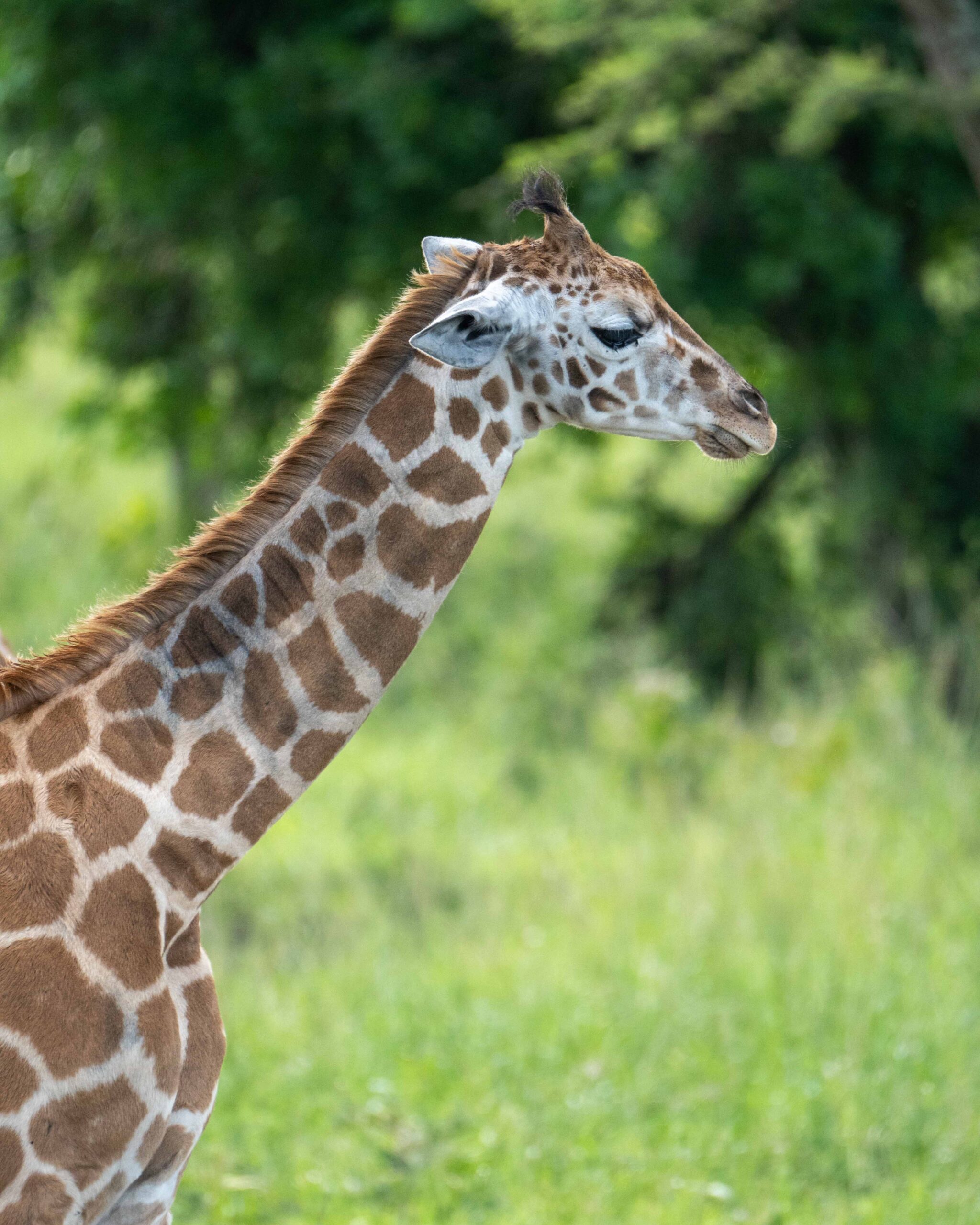 Giraffe in Queen Elisabeth National Park