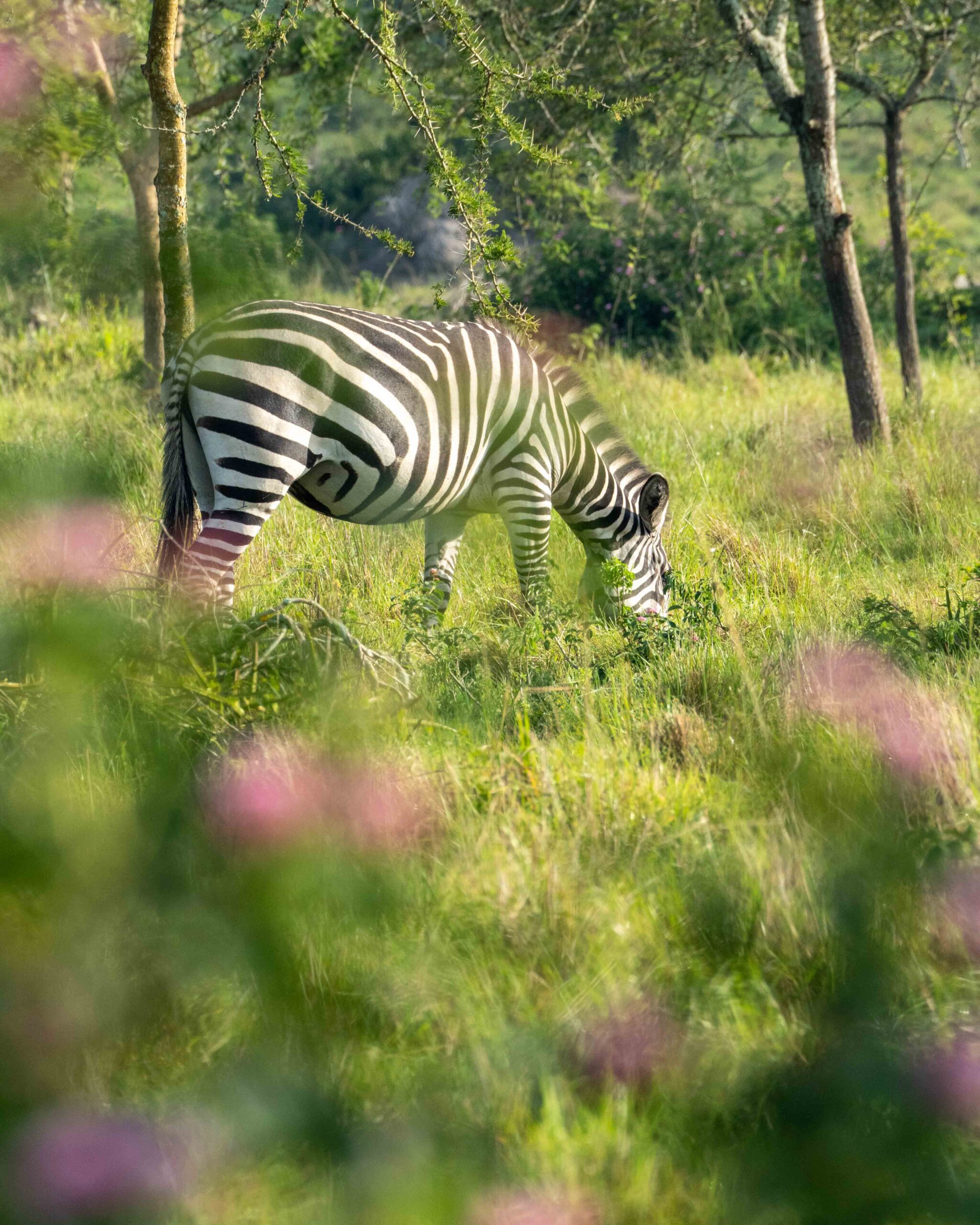 Zebra in Queen Elisabeth National Park Oeganda
