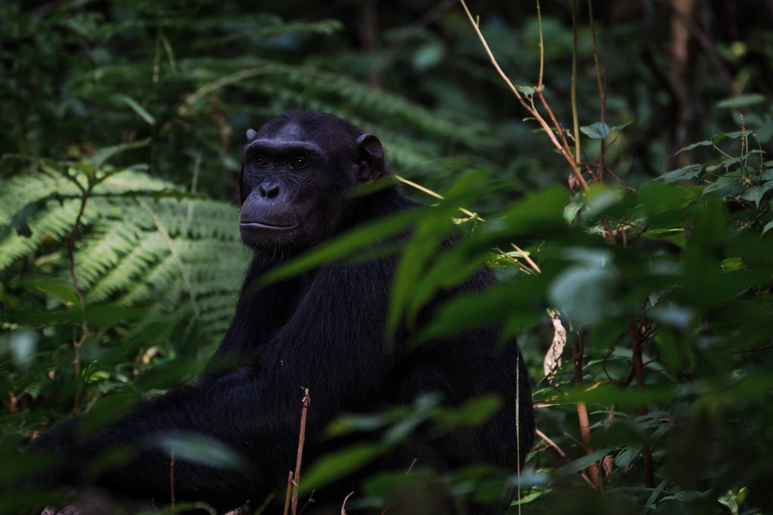 Chimpansee in Oeganda