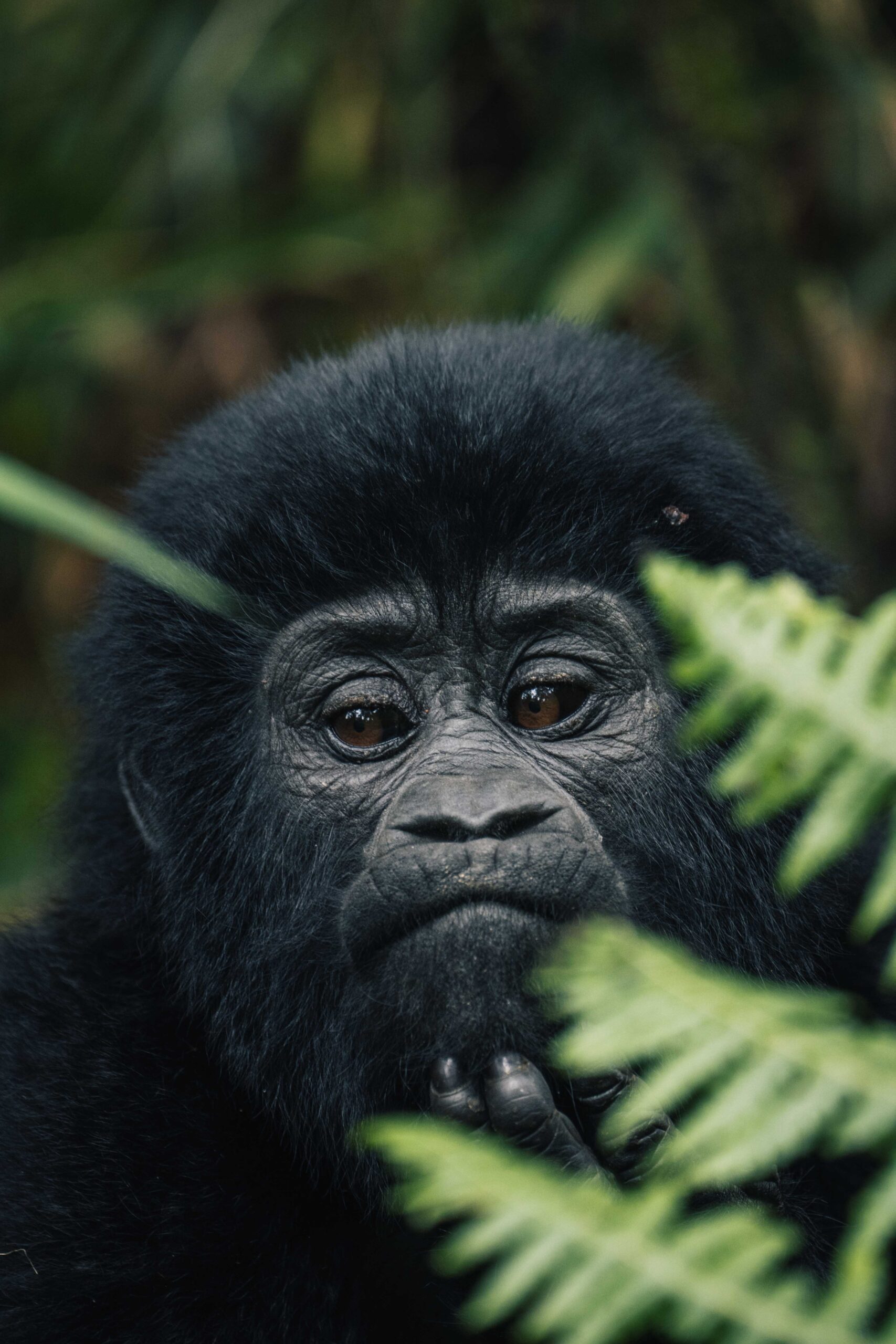 Gorilla trekking in Oeganda Gorilla in de jungle van Bwindi National Park Oeganda