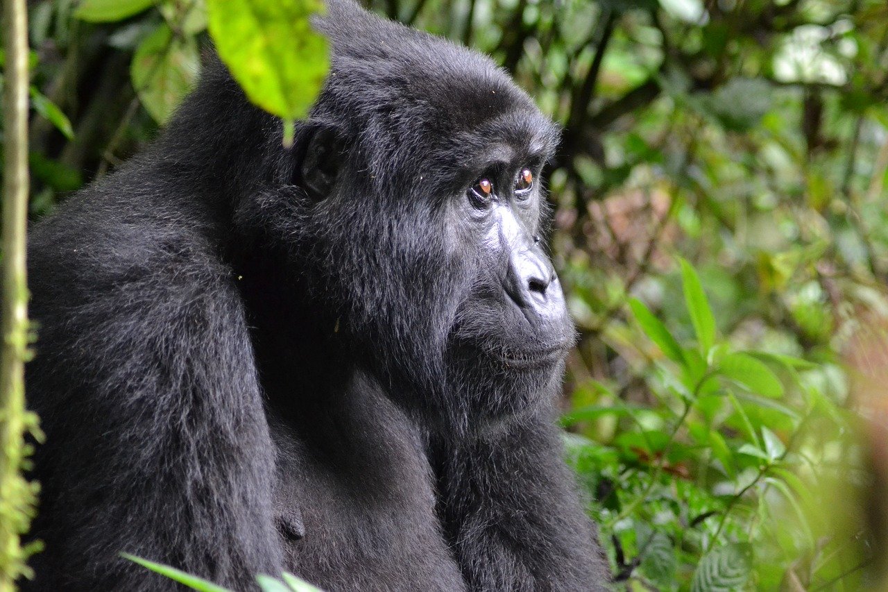 Gorilla in de jungle van Bwindi National Park Oeganda