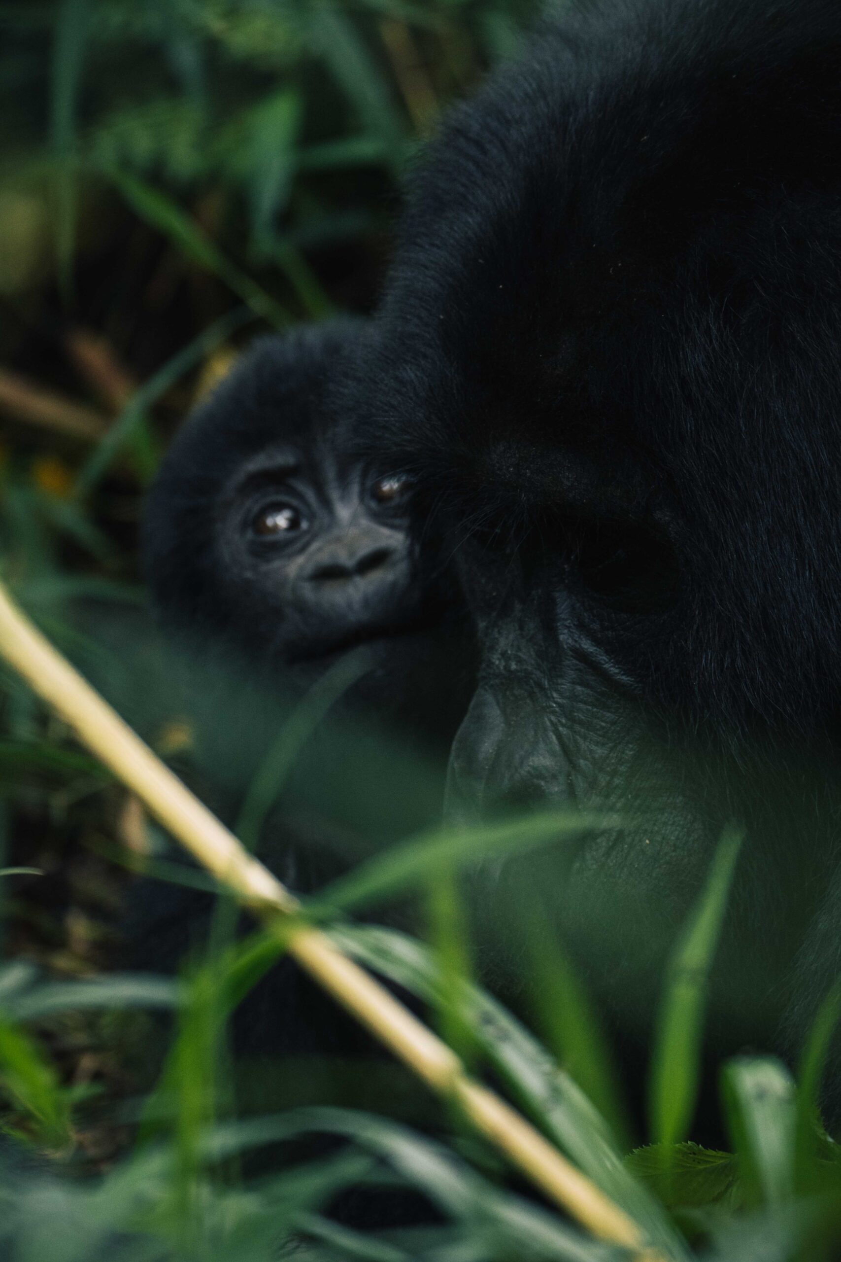 gorilla trekking in Oeganda Gorilla in de jungle van Bwindi National Park Oeganda
