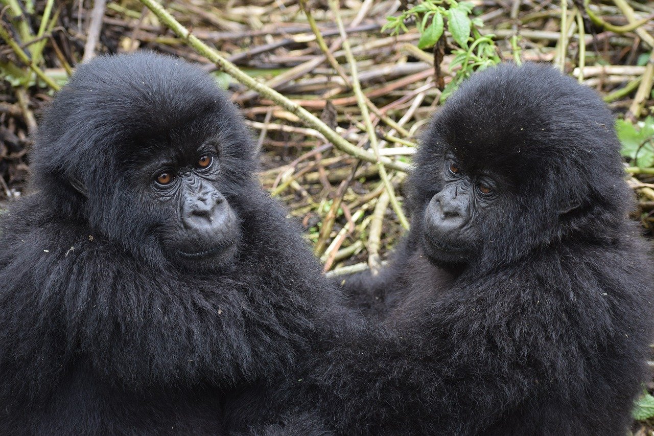 Gorilla in de jungle van Bwindi National Park Oeganda