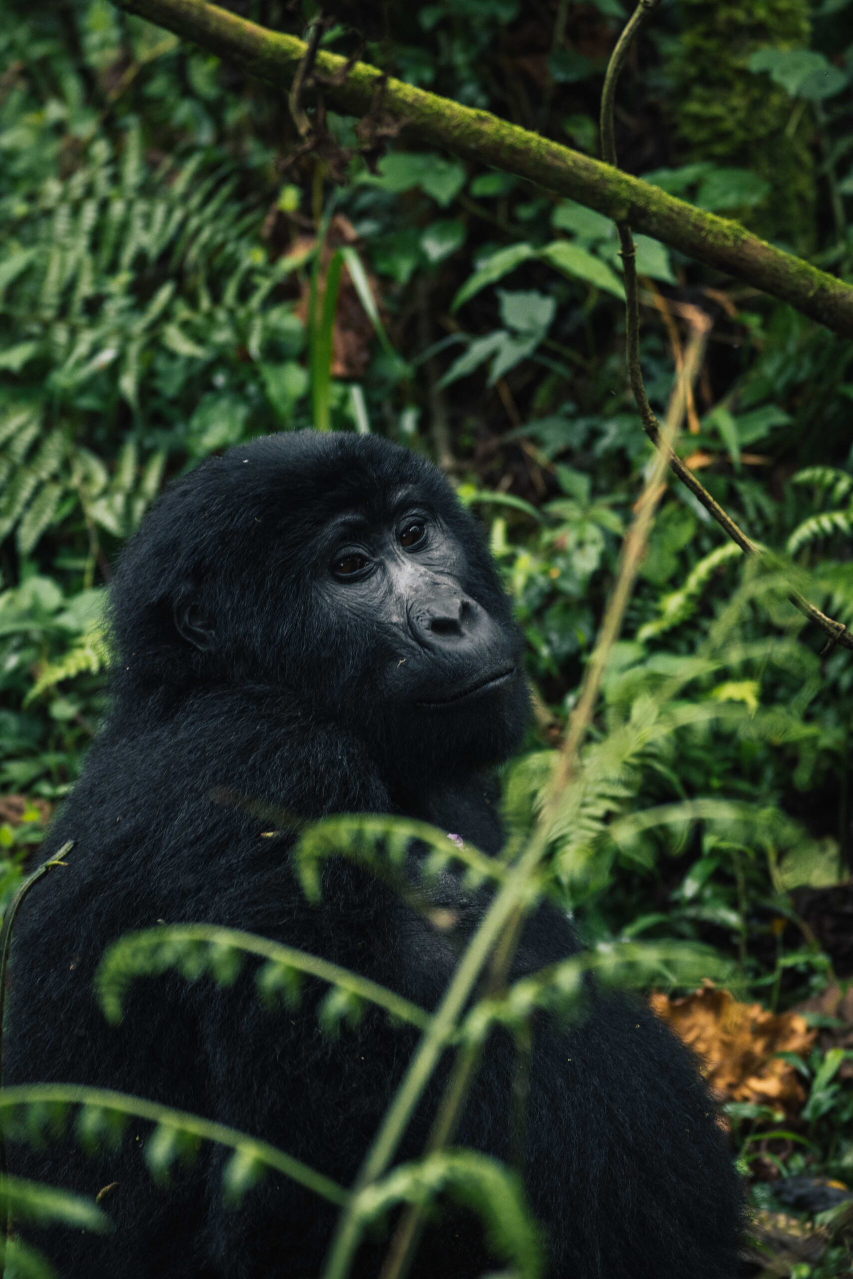 Gorilla in de jungle van Bwindi National Park Oeganda