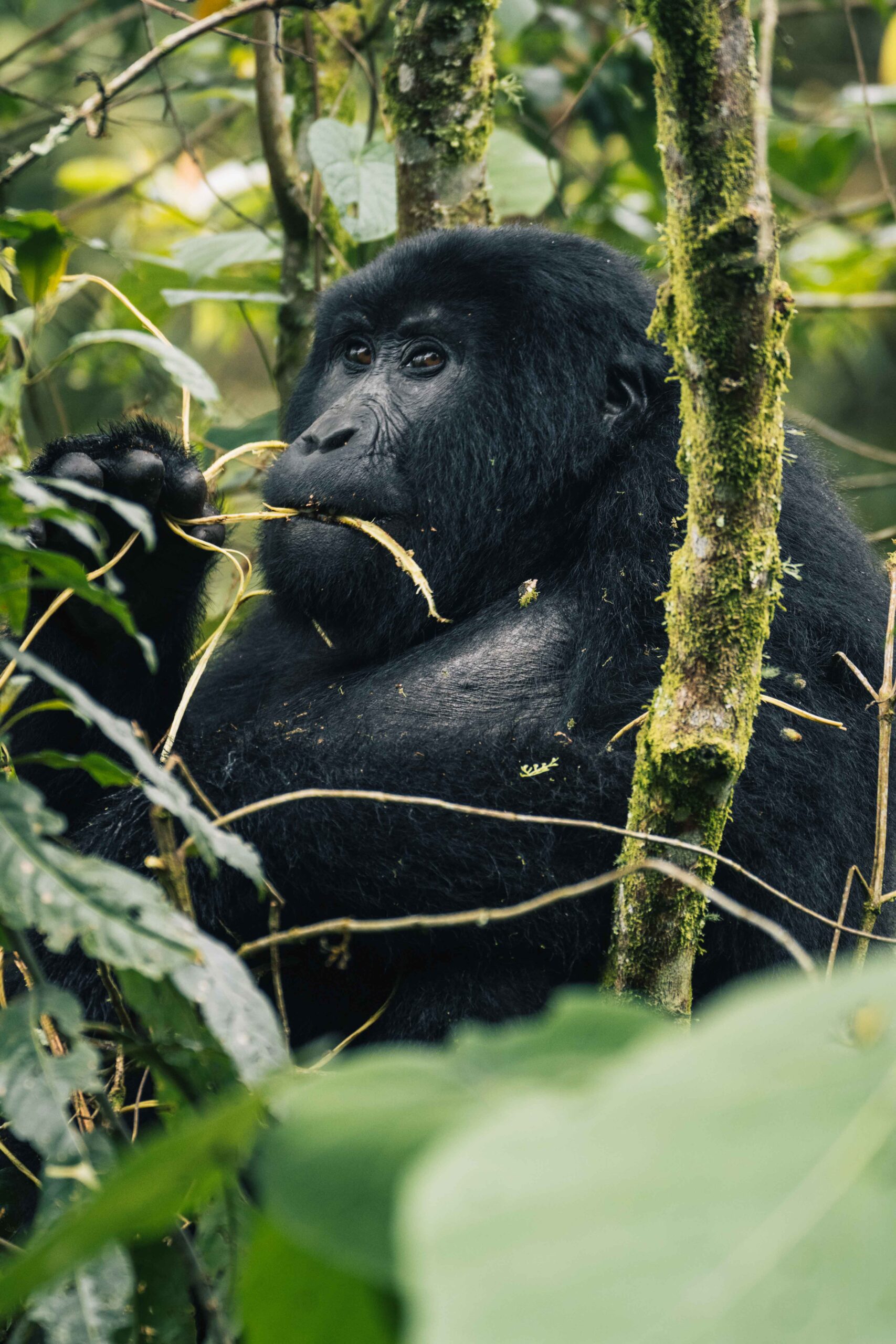 Gorilla in de jungle van Bwindi National Park Oeganda
