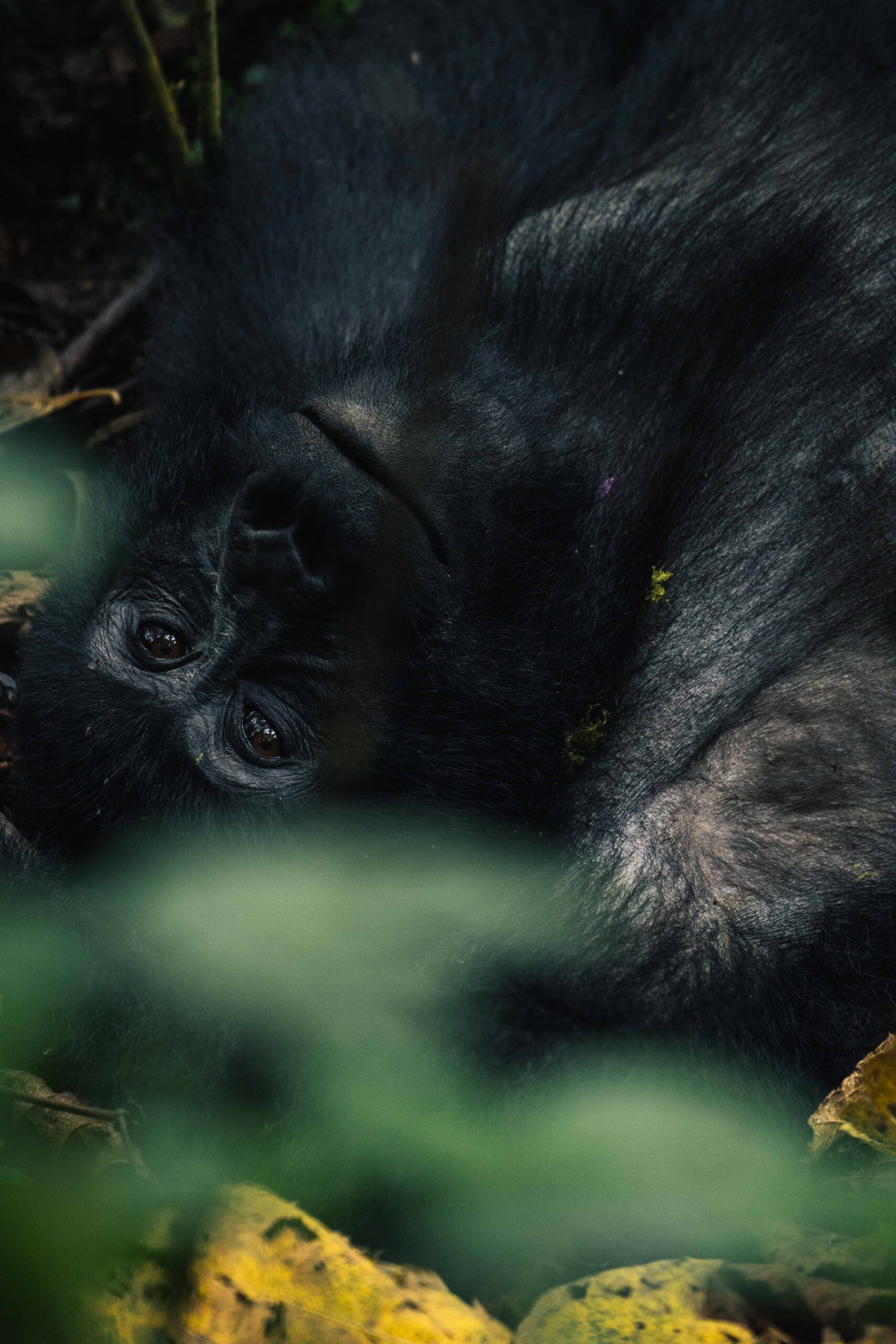 gorilla trekking in Oeganda Gorilla in de jungle van Bwindi National Park Oeganda