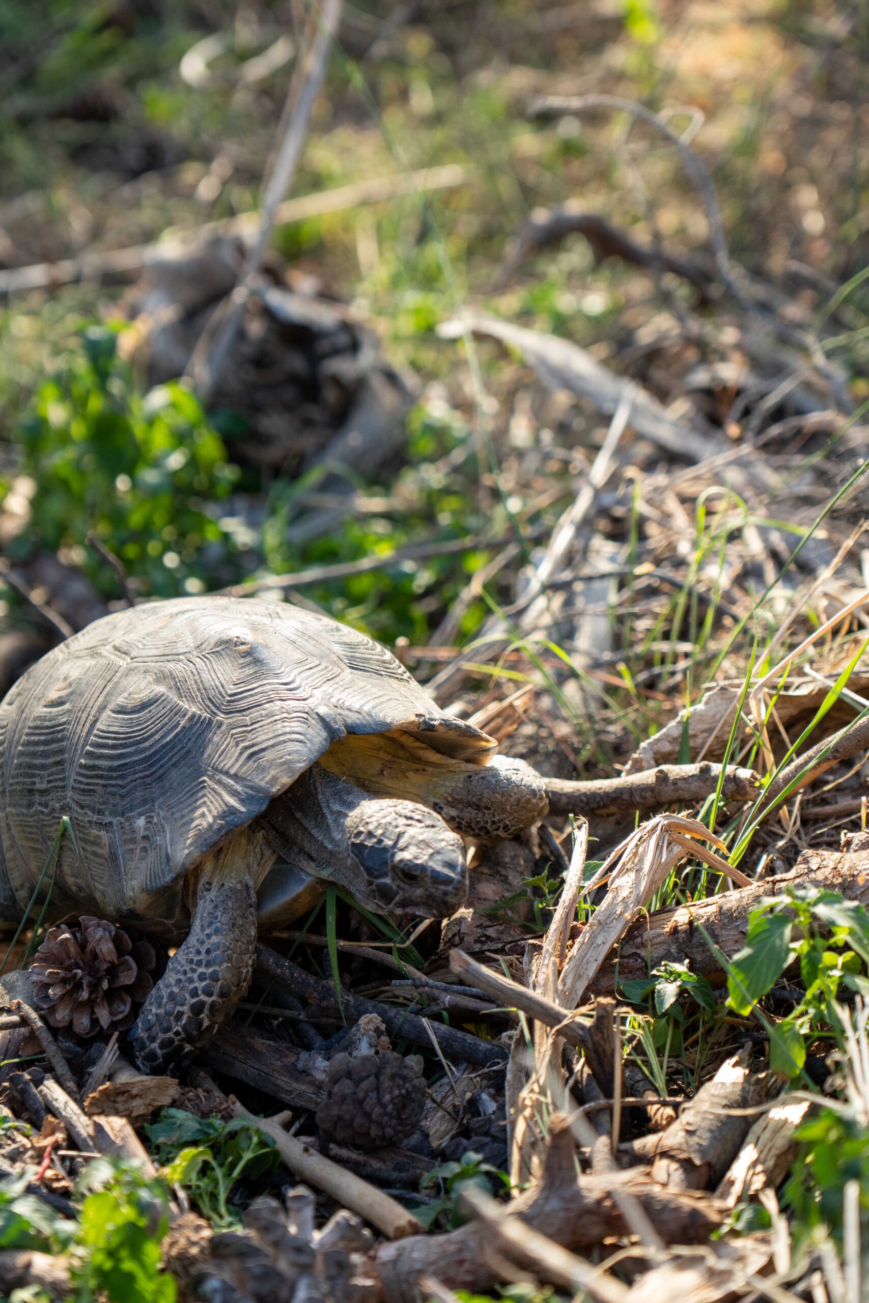 schildpad op Lycabettus Hill