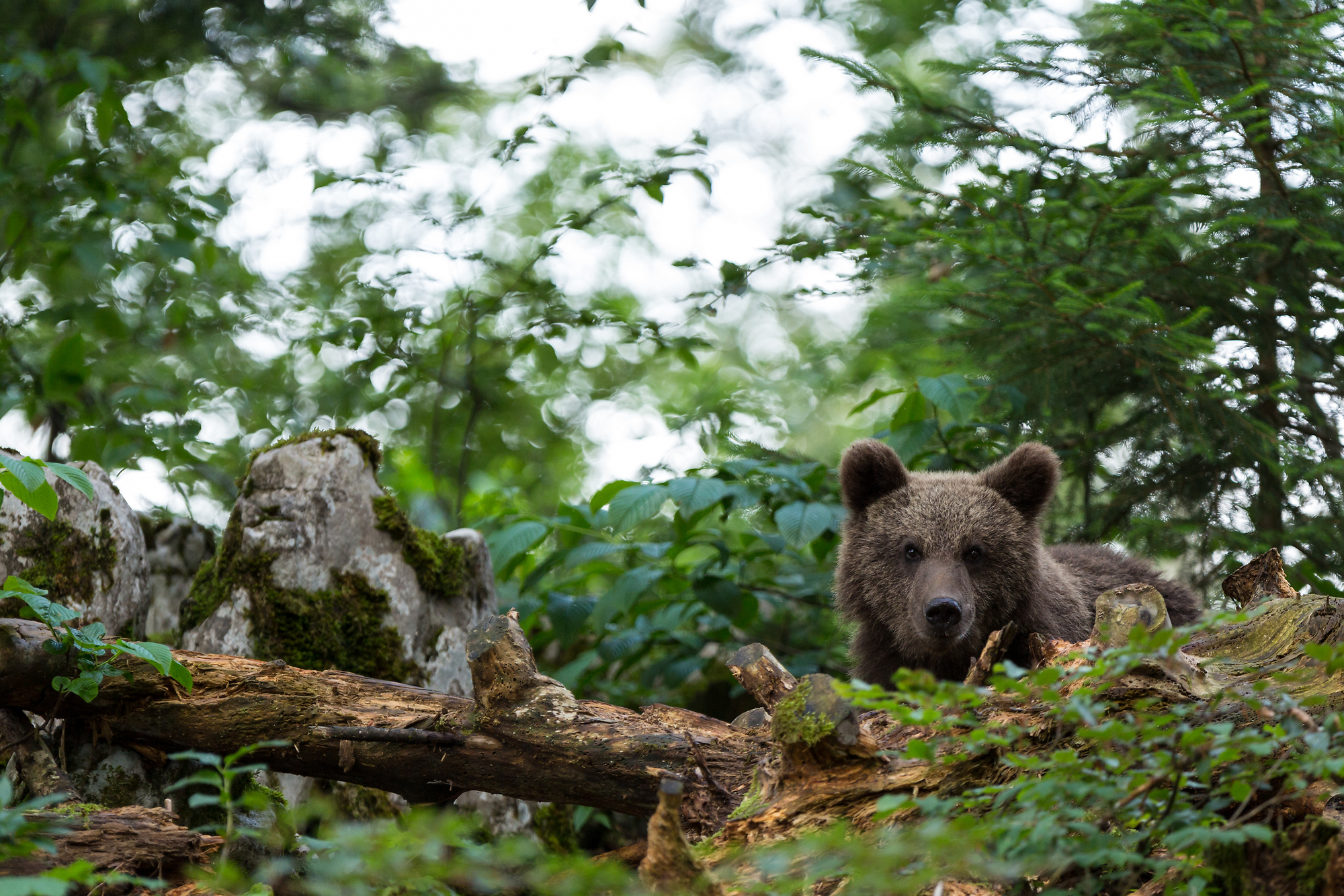 Bear in Slovenian woods