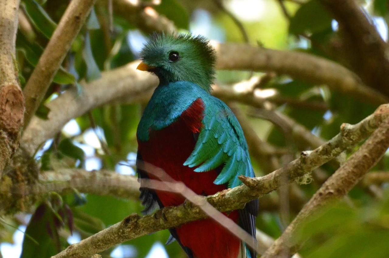 Tami Lodge - Costa Rica Glamping